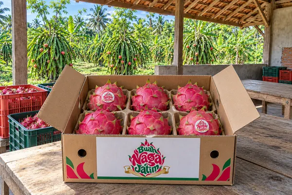 Gift Box terbuka berisi buah naga merah dengan stiker