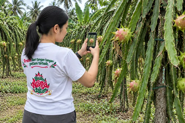 Memotret buah naga di kebun dengan ponsel
