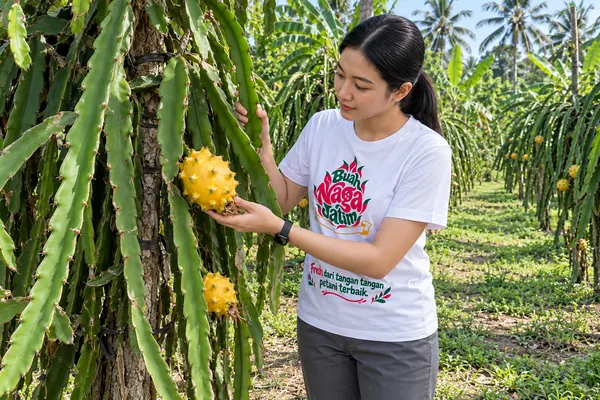 Memeriksa Buah Naga Kuning yang matang di tanaman
