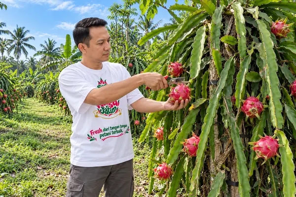 Memetik buah naga matang dengan gunting dari tanaman
