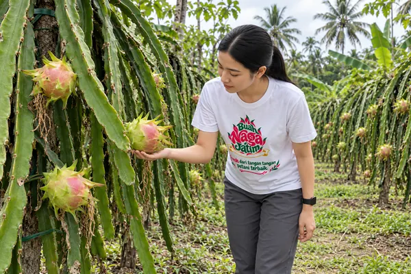 Memeriksa buah naga yang masih di tanaman