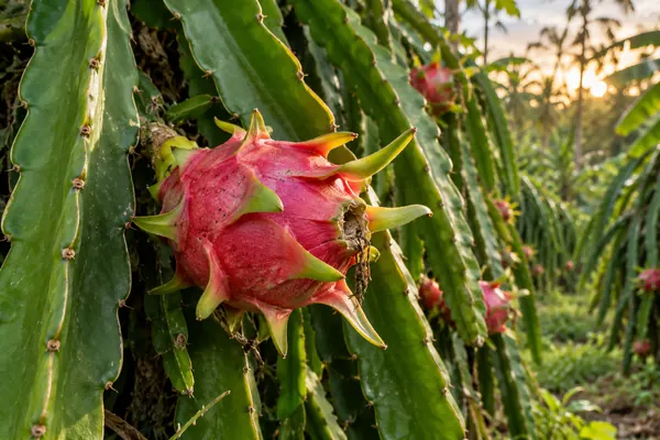Sisik hijau segar pada buah naga merah