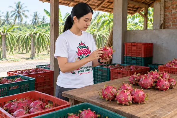 Menyiapkan buah naga untuk pesanan di area pengemasan