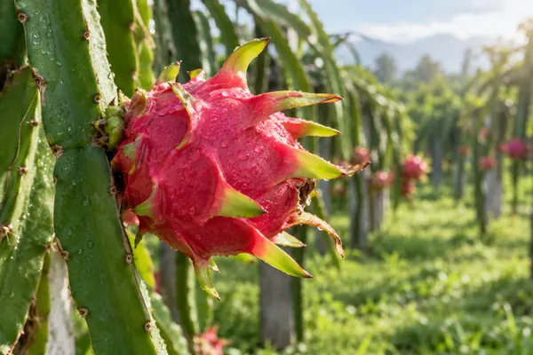 Buah naga merah segar berembun di sulur tanaman