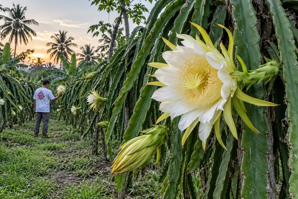 Bunga buah naga putih besar mekar di batang