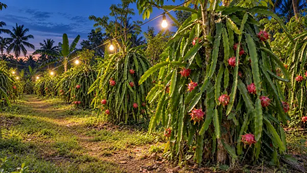 Kebun buah naga berlampu saat senja