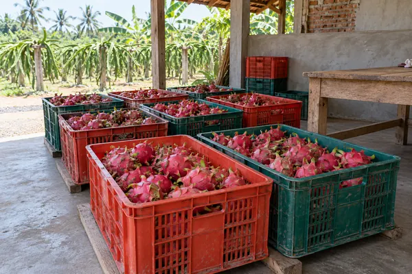 Keranjang berisi buah naga tersusun di gudang