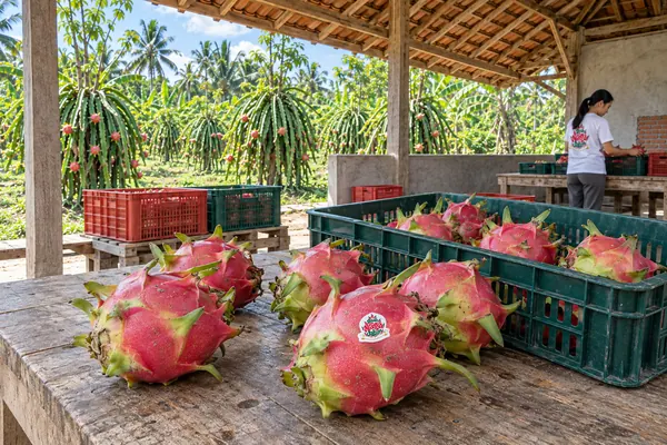 Buah naga ditata di meja kayu sebelum dikemas