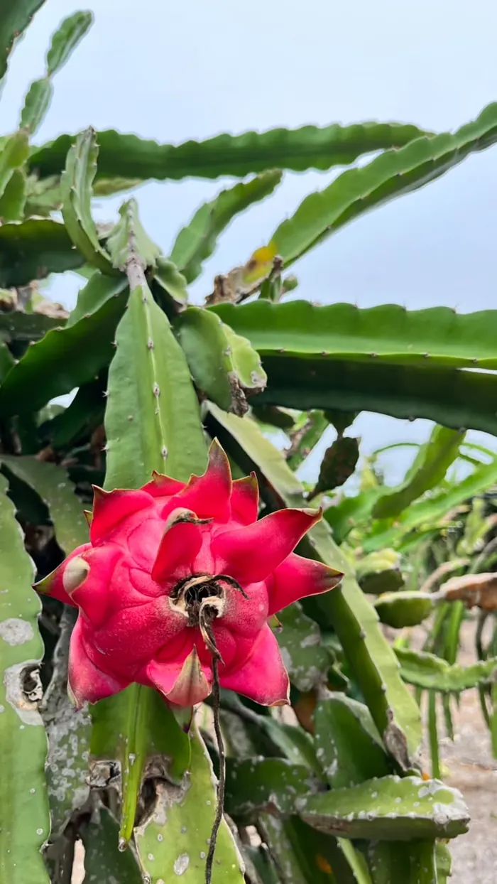 Buah naga merah di antara sulur tanaman