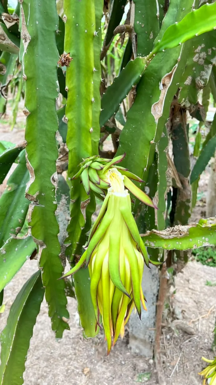 Kuncup bunga buah naga di batang tanaman