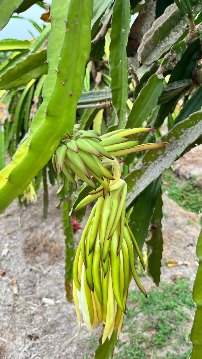 Kuncup bunga buah naga bergerombol di batang