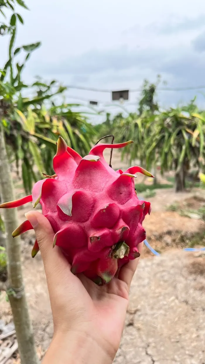 Buah naga merah dipetik dan digenggam di kebun Purwoharjo