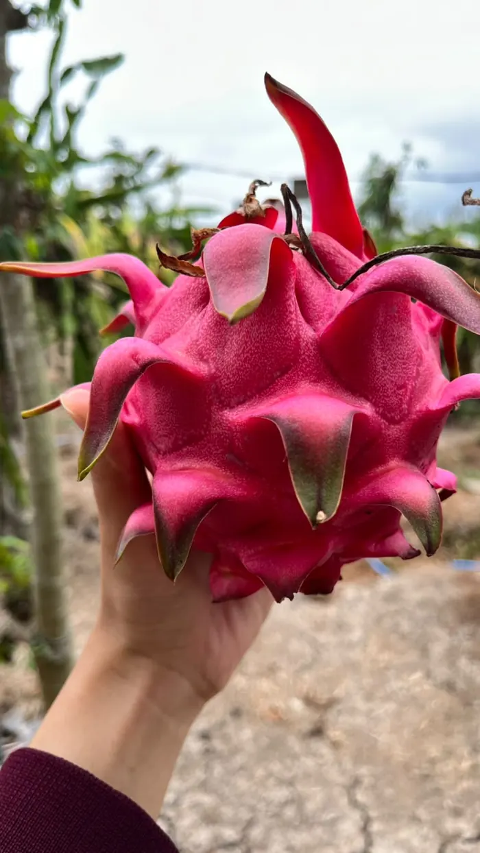 Buah naga merah segar yang baru dipetik dari batang
