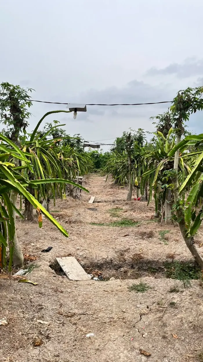 Barisan tanaman buah naga di kebun