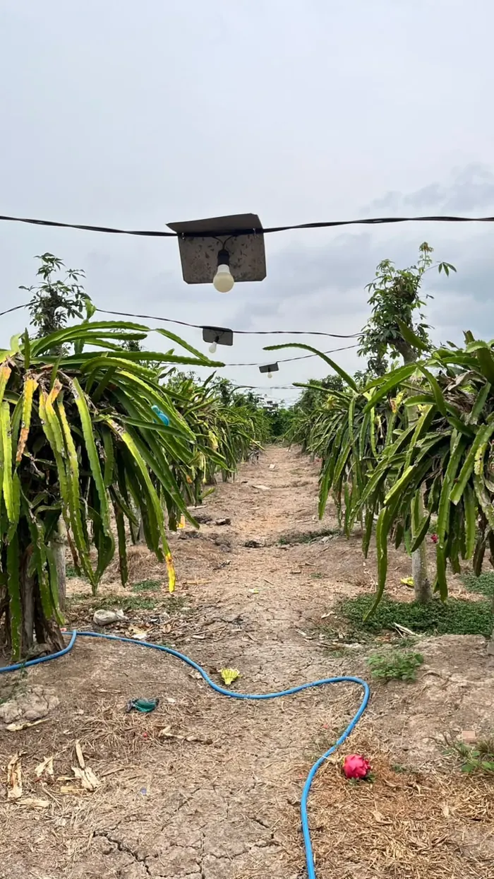 Lorong kebun buah naga dengan lampu penerang di atasnya